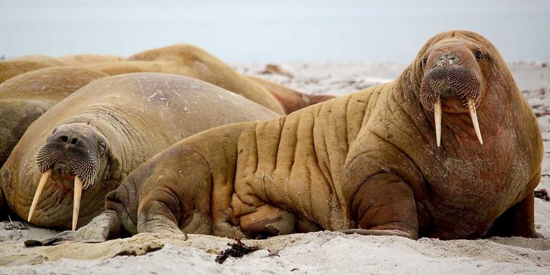 沈阳厨饰记:厨房台面材质终极对决,石英石、岩板、不锈钢谁主沉浮?