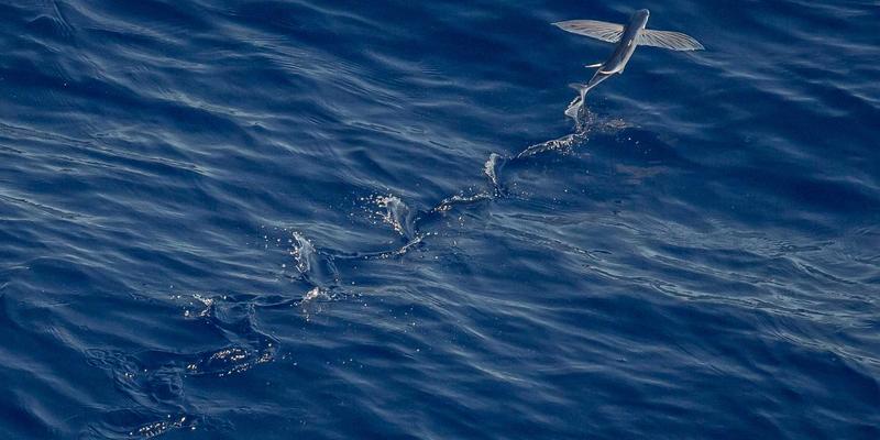 沈阳厨饰记：厨房吊顶材质大比拼，铝扣板、石膏板、集成吊顶的优缺点与适用场景